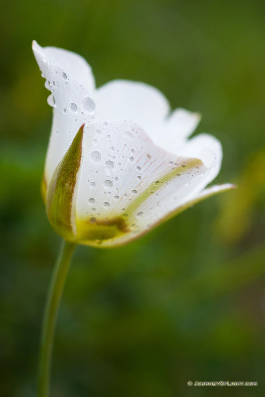 Drops from a recent rainstorm cling to a lovely Mariposa Lily in Toadstool Geologic Park in northwestern Nebraska. - Toadstool Geologic Park Picture