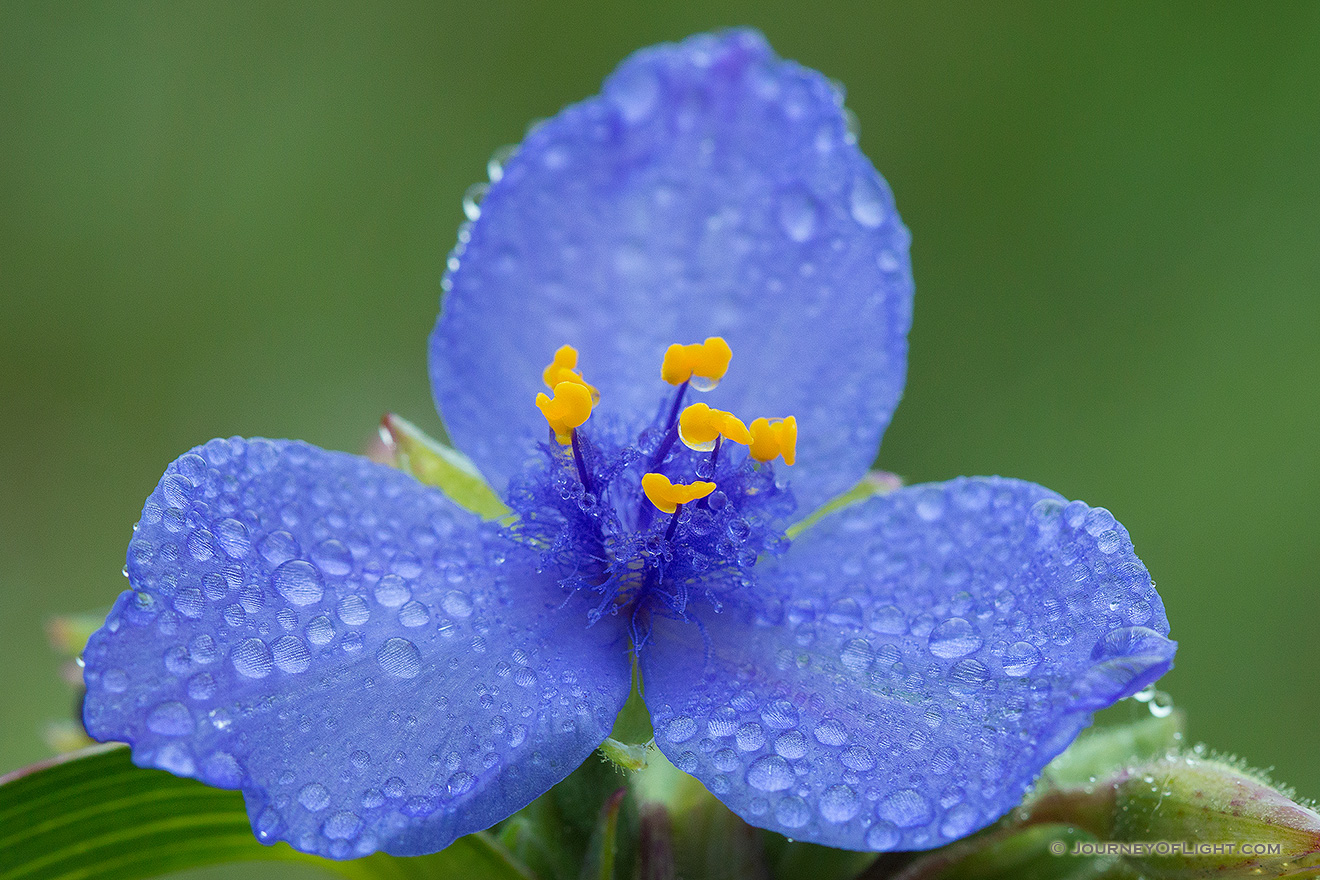 Drops of rain cling to a spiderwort at Ash Hollow State Historical Park in western Nebraska.  Spiderworts bloom only opens for one day. - Nebraska Picture