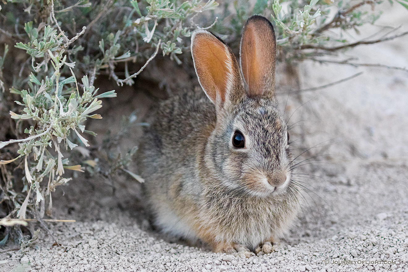 A Nebraska wildlife photograph of a cottontail rabbit under sagebrush at Toadstool Geologic Park. - Nebraska Picture