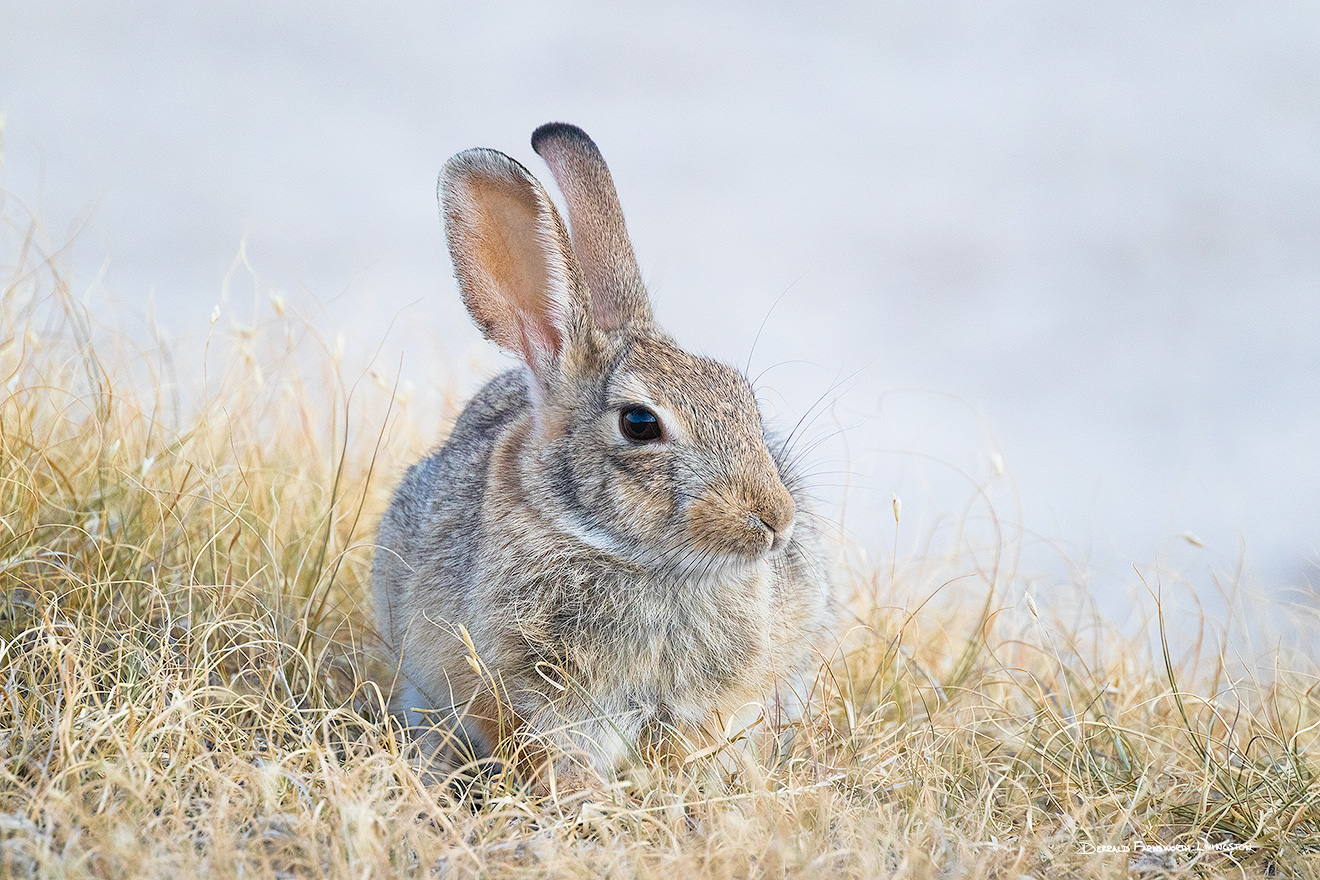 A Nebraska wildlife photograph of a cottontail rabbit at Toadstool Geologic Park. - Nebraska Picture