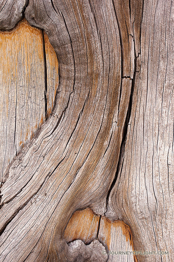 An abstract pattern in a tree trunk on near the top of Mt. Washburn in Yellowstone National Park in Wyoming. - Yellowstone National Park Photography