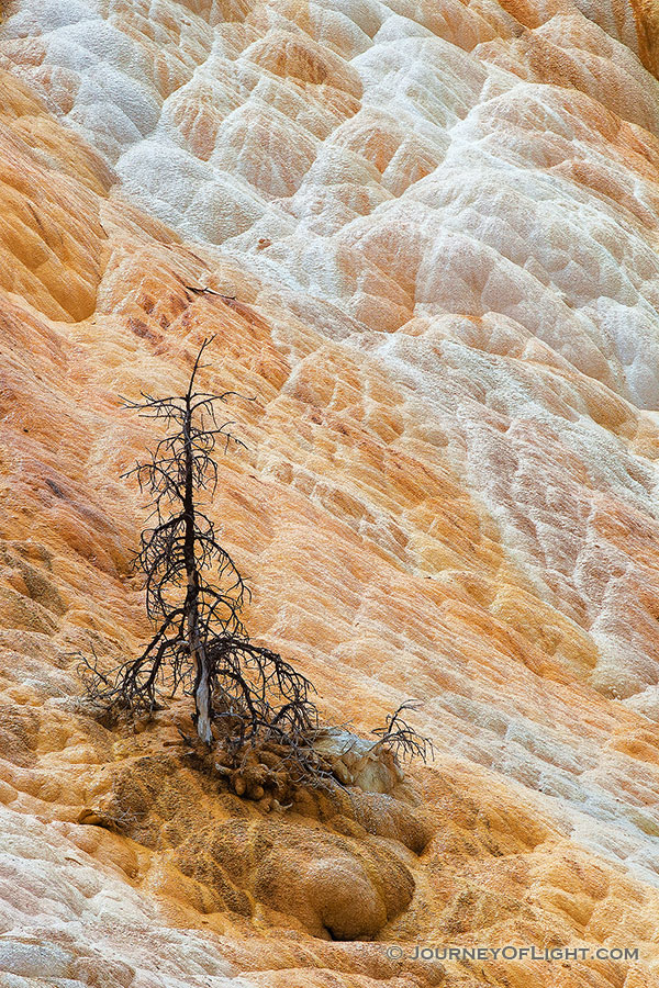 The remains of a tree below the terraces at Mammoth Hot Springs. - Yellowstone National Park Photography