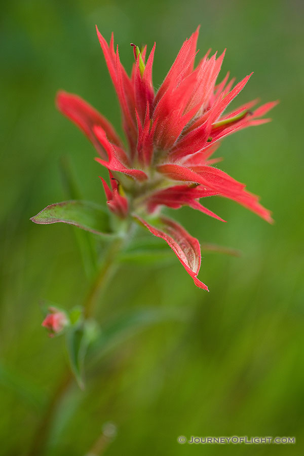 Indian Paintbrush grows in a meadow in Yellowstone National Park, the red color contrasting with the green of the grass. - Yellowstone National Park Photography