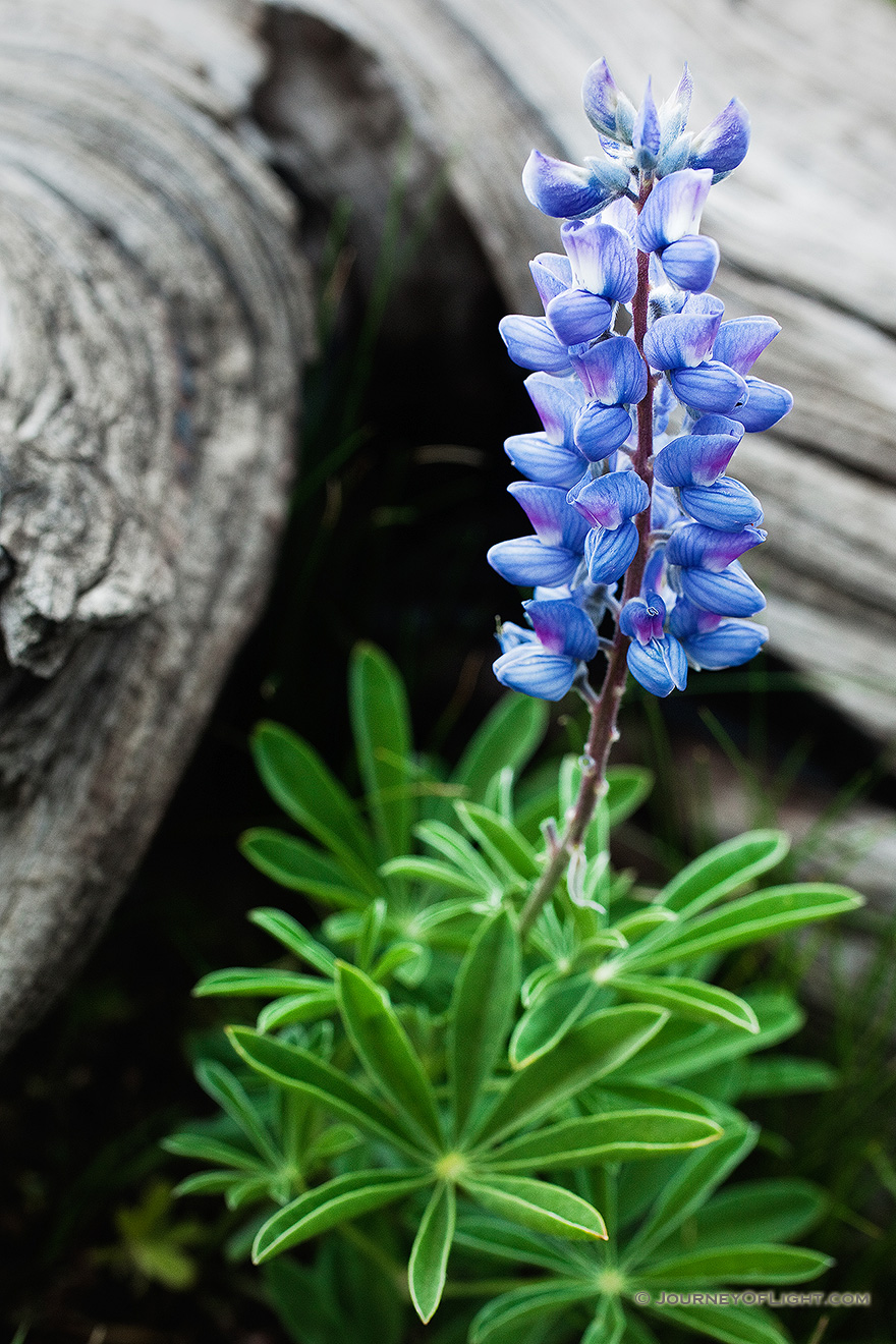 A lupine grows in an alpine area near the summit of Mt. Washburn in Yellowstone National Park. - Yellowstone National Park Picture
