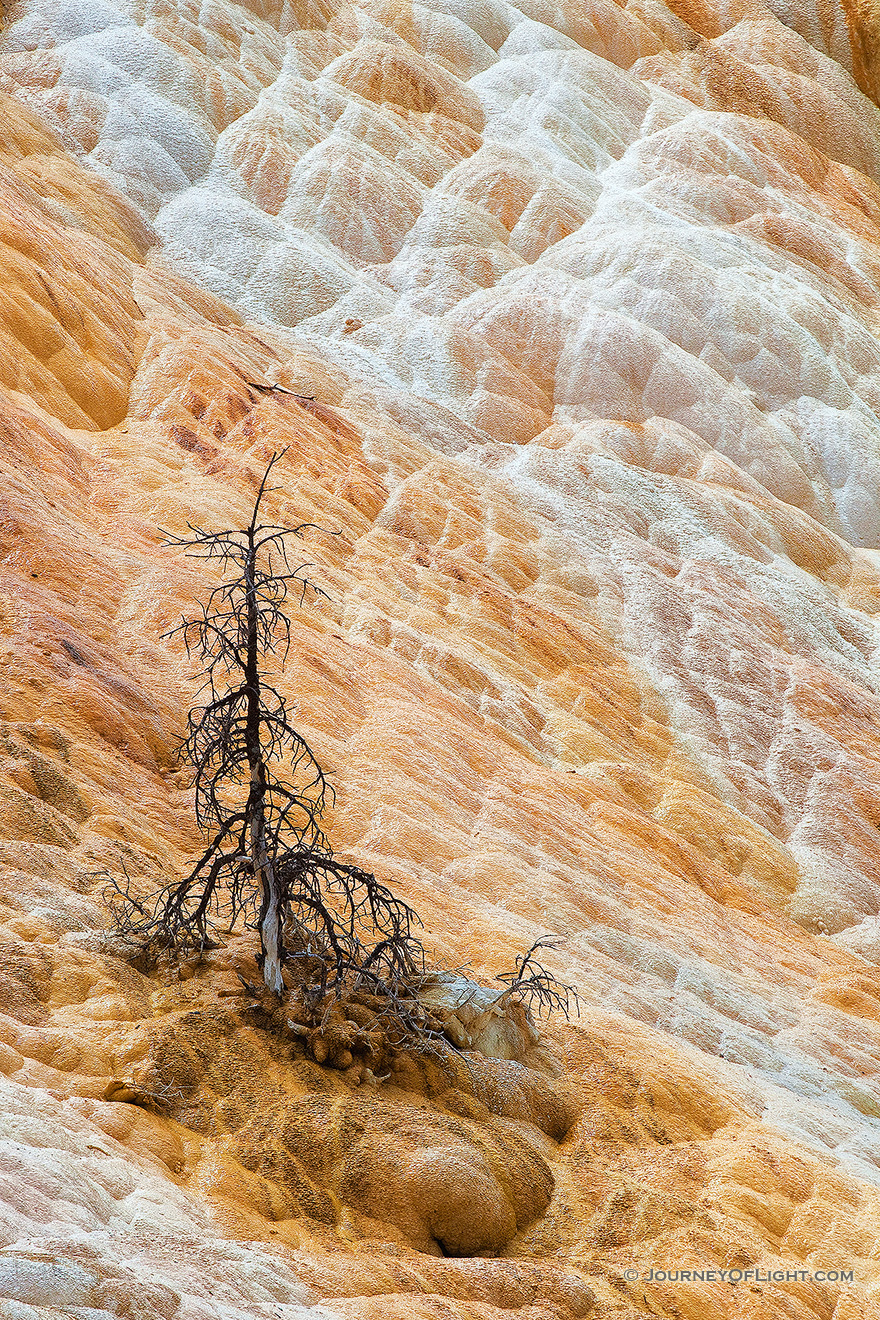 The remains of a tree below the terraces at Mammoth Hot Springs. - Yellowstone National Park Picture
