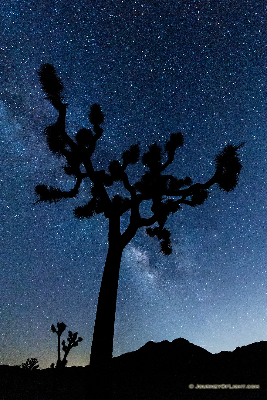The Milky Way flows across the sky above a Joshua Tree in Joshua Tree National Park, California. - State of California Photography