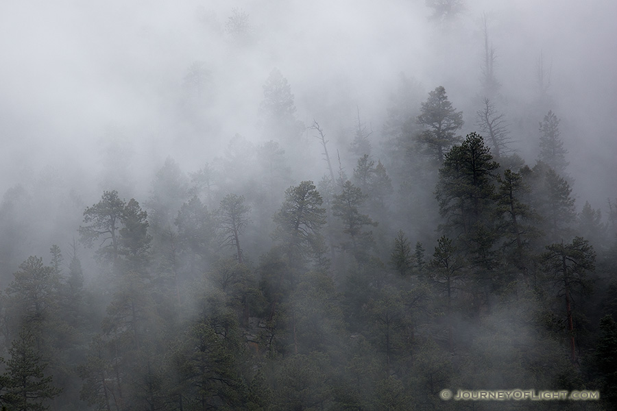 Fog clings to trees on a cliff high above the Animas River in southwestern Colorado. - Colorado Photography