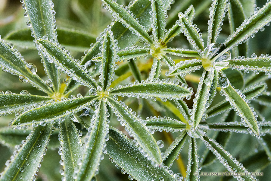 On a cool July morning, droplets of dew cling to plants in the Kawuneeche Valley in Rocky Mountain National Park. - Colorado Photography