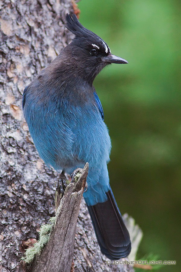 A Steller's Jay is a common sight (and their chirp a common sound) among the forests and trees in Rocky Mountain National Park. - Rocky Mountain NP Photography