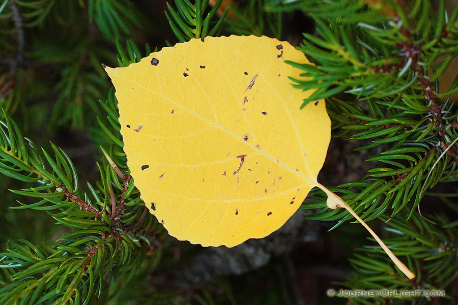 An aspen leaf rests on the branch of an evergreen on the Lumpy Ridge Trail, the yellow of the leaf contrasting with the green foliage. - Rocky Mountain NP Photography