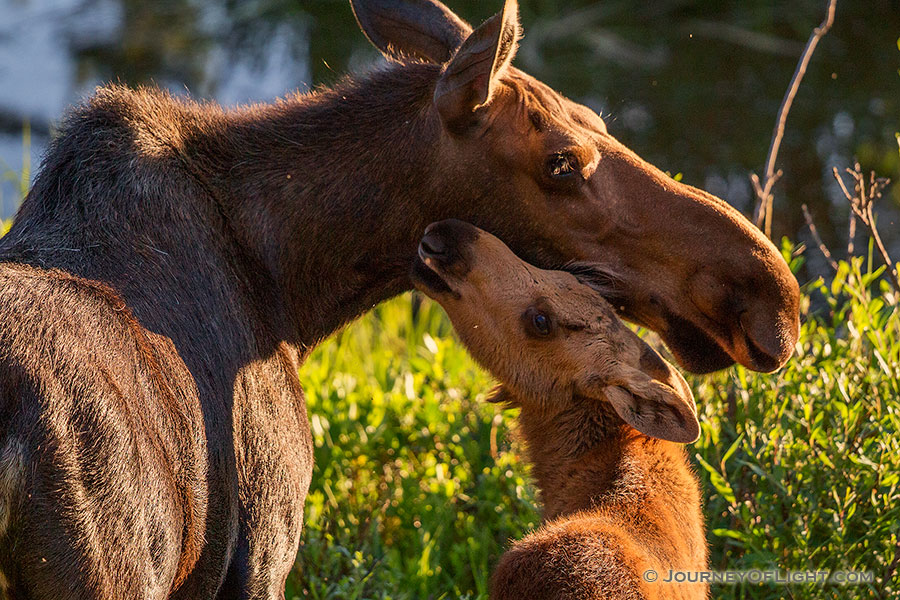 Near the end of the day, in the marshes of the Kawuneeche Valley in western Rocky Mountain National Park, a Moose calf and cow nuzzle in the setting sun before getting ready to bed for the night. - Colorado Photography