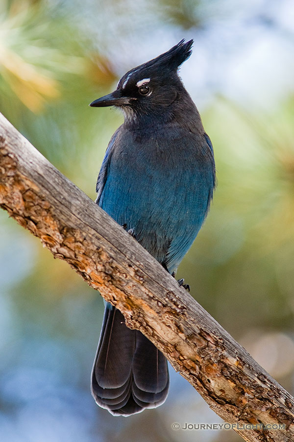A Steller's Jay rests on a branch near a picnic area in Rocky Mountain National Park. - Rocky Mountain NP Photography