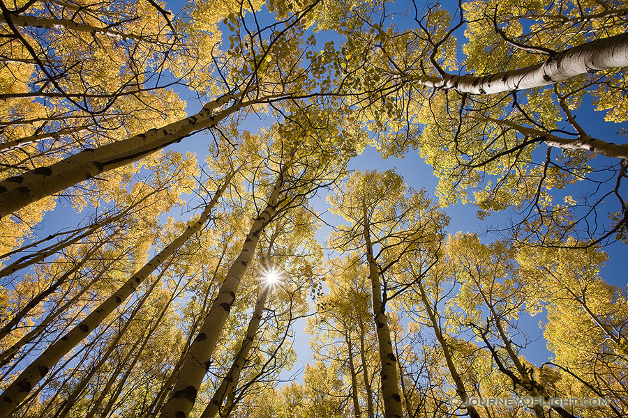 With only an occasional rustle, sunlight streams down on the forest landscape causing the aspen trees to glow with a golden brillance during the autumn in Colorado. - Colorado Photography