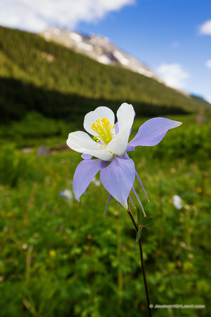 A lone Columbine grows in a lush, green valley in the San Juan mountains in southwestern Colorado. - Colorado Picture