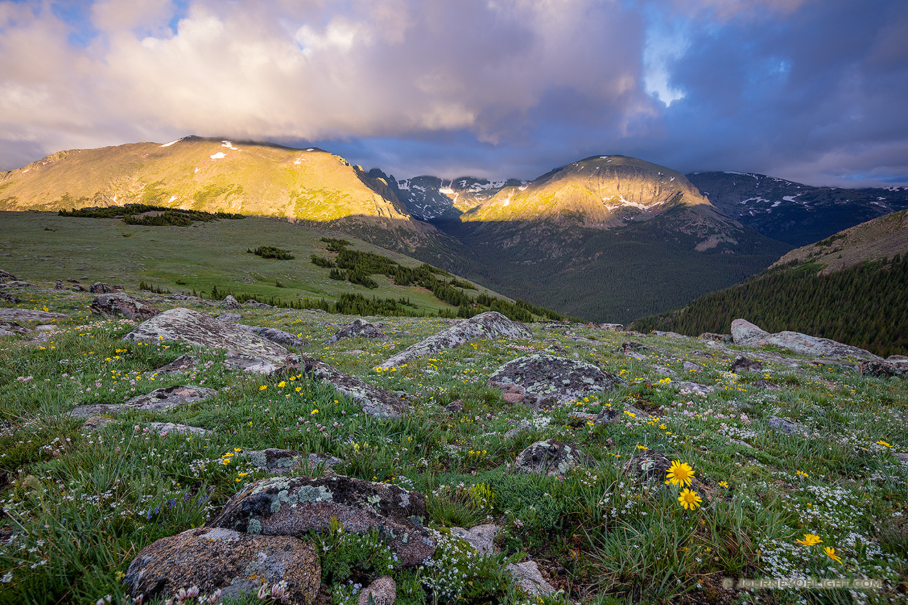 Light from the rising sun illuminates the peaks of Rocky Mountain National Park and wildflowers dot the landscape high upon the tundra. - Colorado Picture