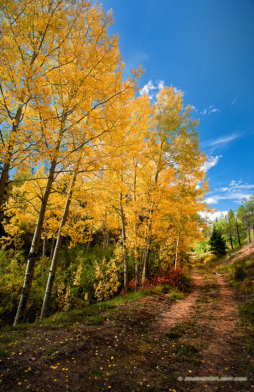 An old abandoned road curves around some autumnal aspens to an unknown destination on Pike's Peak. - Colorado Picture