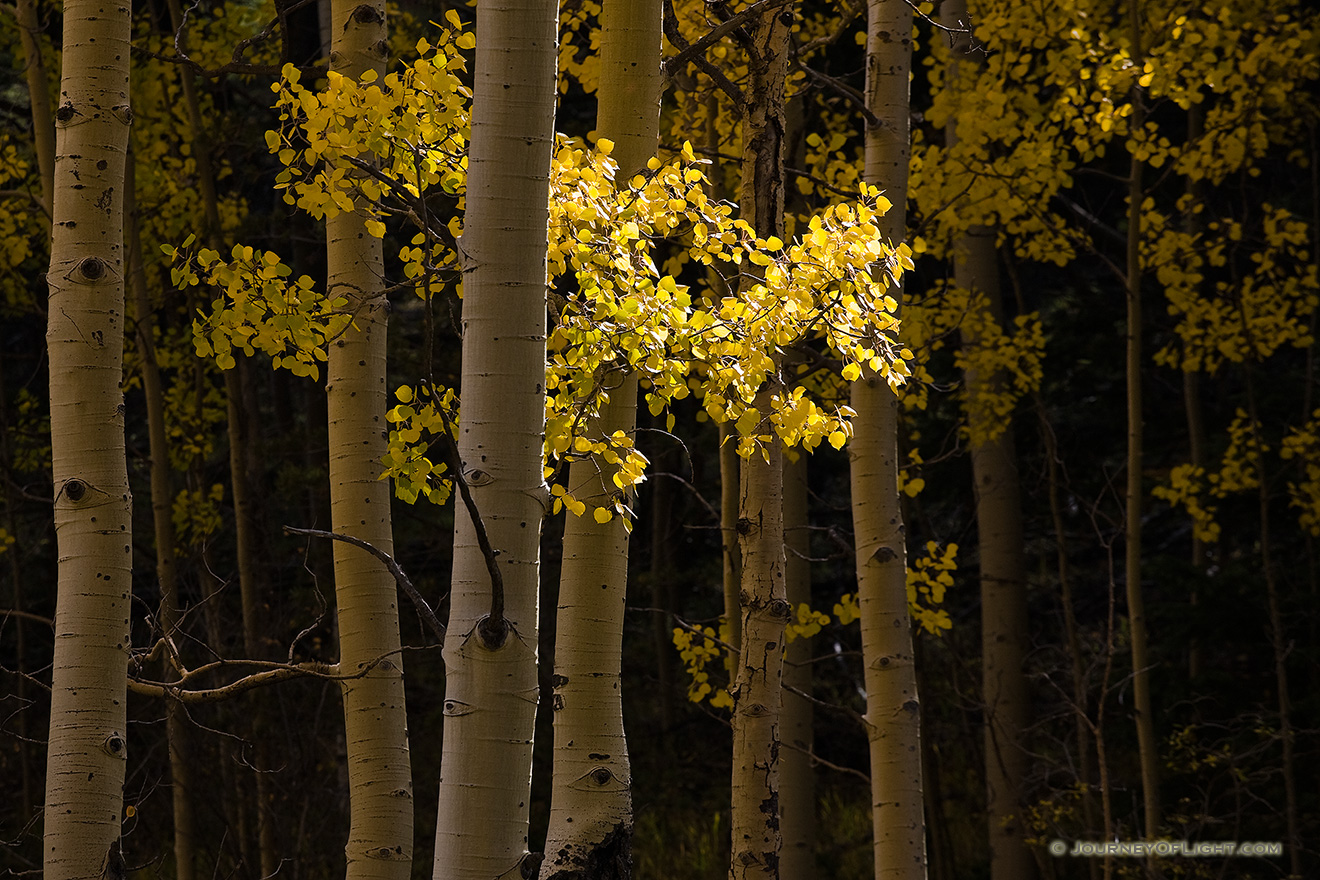 A single patch of aspen leaves are lighted by the filtered sun. - Colorado Picture