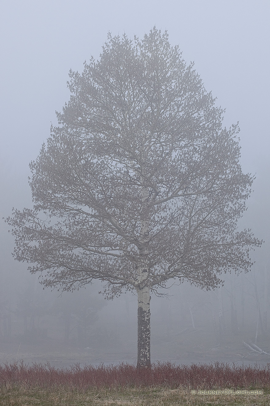 A single aspen emerges from the thick fog in Rocky Mountain National Park, Colorado. - Rocky Mountain NP Picture