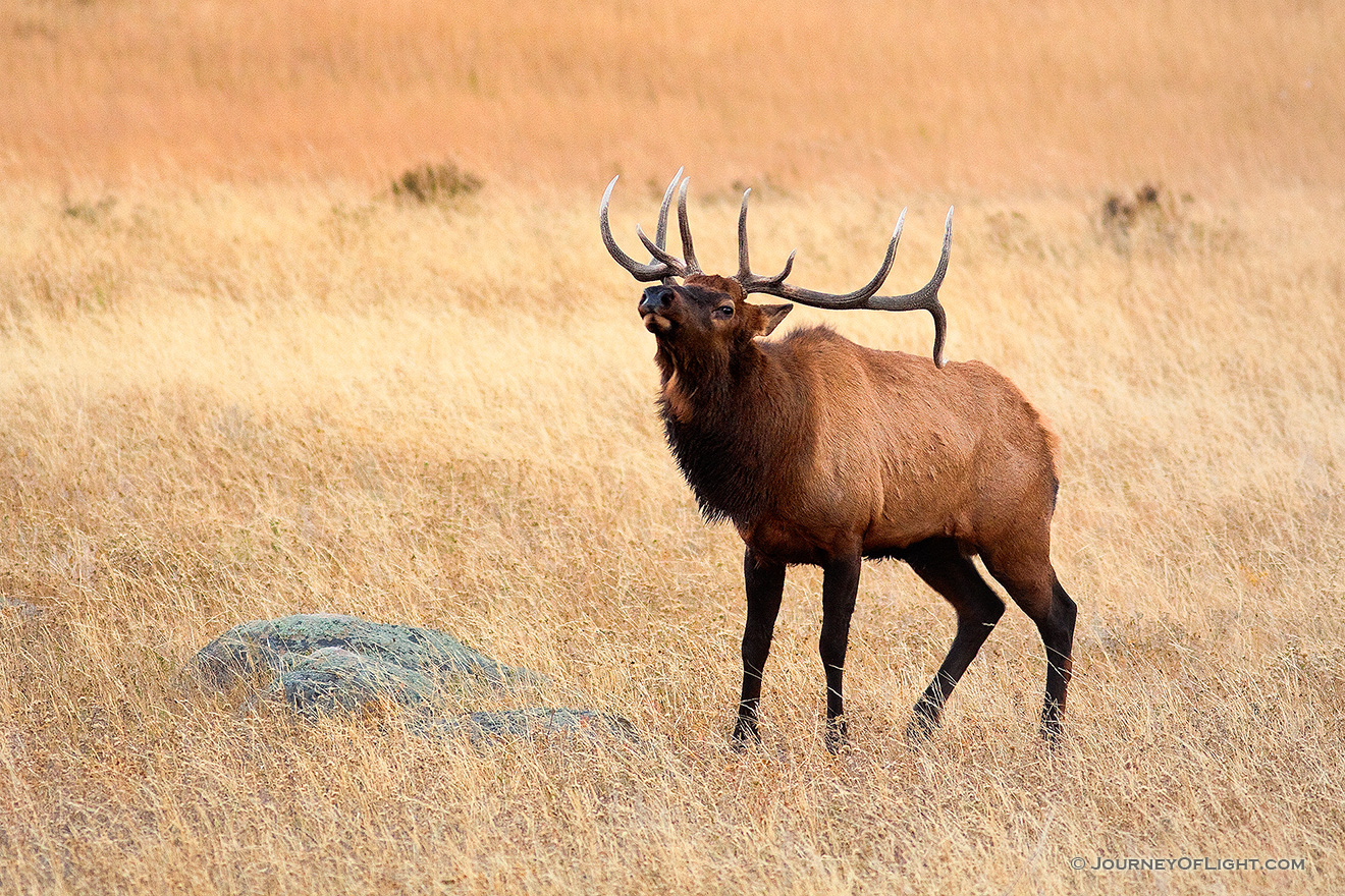 Protecting his large harem, this bull elk bugles while patroling, asserting his dominance. - Rocky Mountain NP Picture