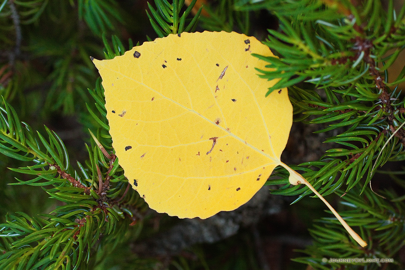 An aspen leaf rests on the branch of an evergreen on the Lumpy Ridge Trail, the yellow of the leaf contrasting with the green foliage. - Rocky Mountain NP Picture