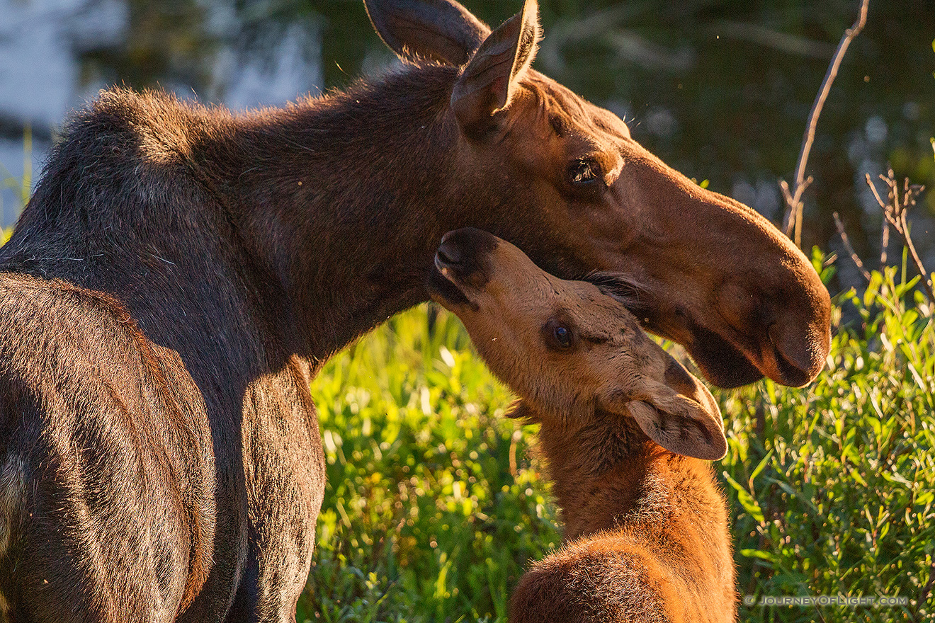 Near the end of the day, in the marshes of the Kawuneeche Valley in western Rocky Mountain National Park, a Moose calf and cow nuzzle in the setting sun before getting ready to bed for the night. - Colorado Picture