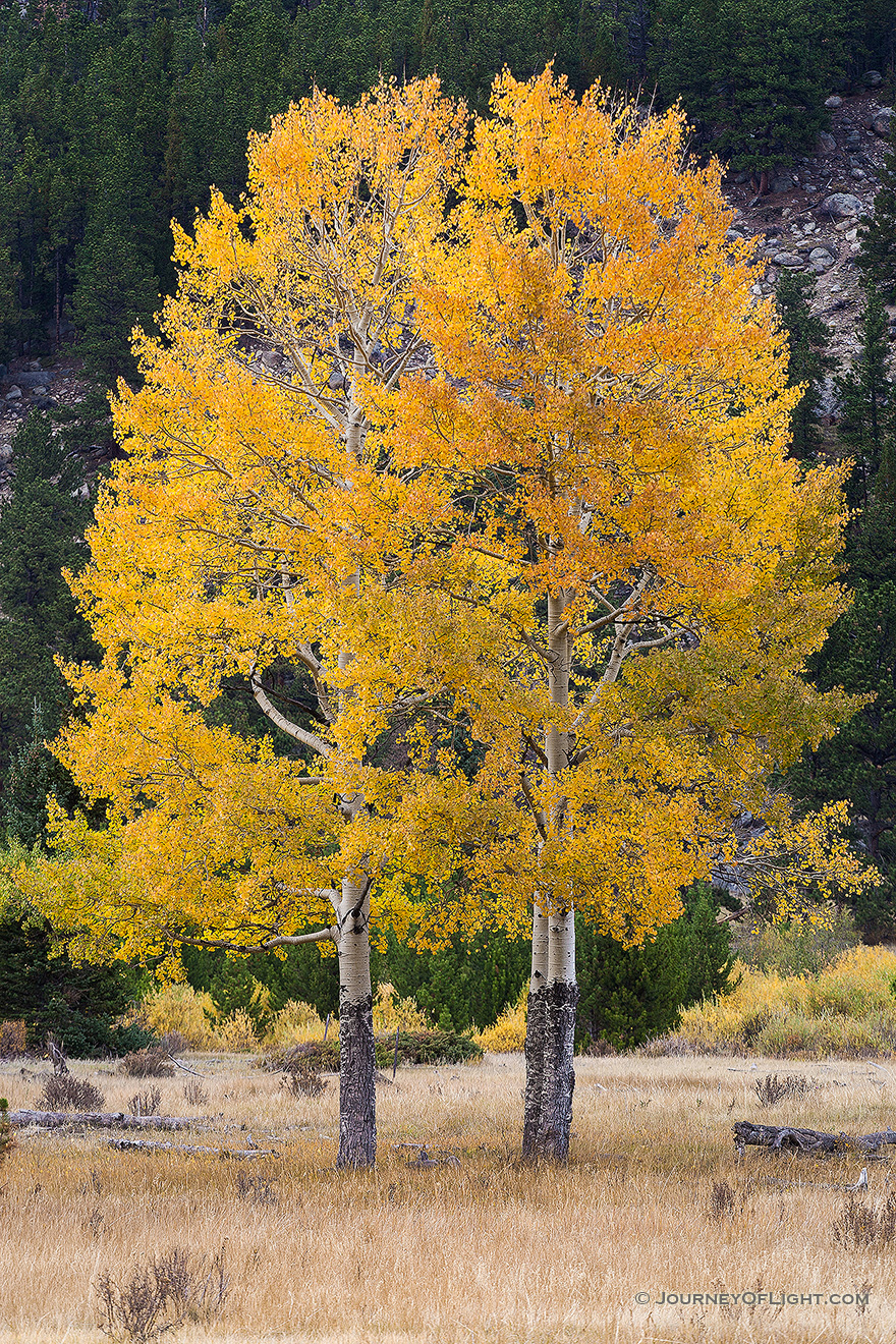 In 2011 I photographed this same pair of aspens seemingly huddled together in a snow storm.  A little over a year later I returned to the same spot and captured these same aspens in all their autumnal glory. - Rocky Mountain NP Picture