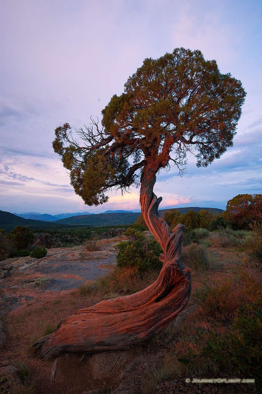The last bits of sun illuminate this juniper pine at sunset a fiery red while twilight settles in the canyon. - Colorado Picture