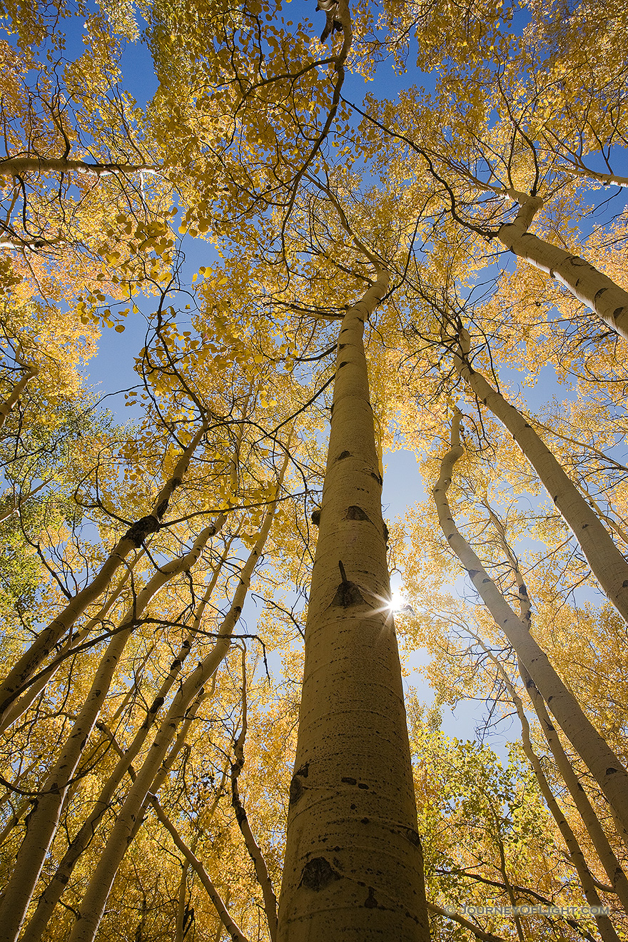 The sun streams through a grove of golden aspens in the fall in Colorado. - Colorado Picture