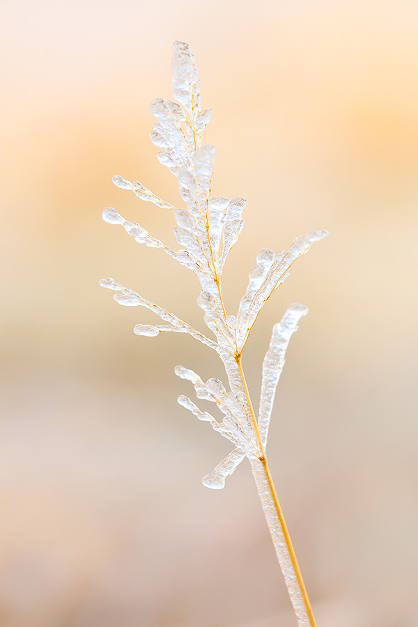 A Nebraska photograph of ice on prairie grass at Fort Robinson State Park in northwestern Nebraska. - Nebraska Photography