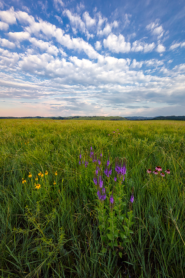 A scenic photograph of wildflowers on a prairie field in Wind Cave National Park in South Dakota at sunrise. - South Dakota Photography