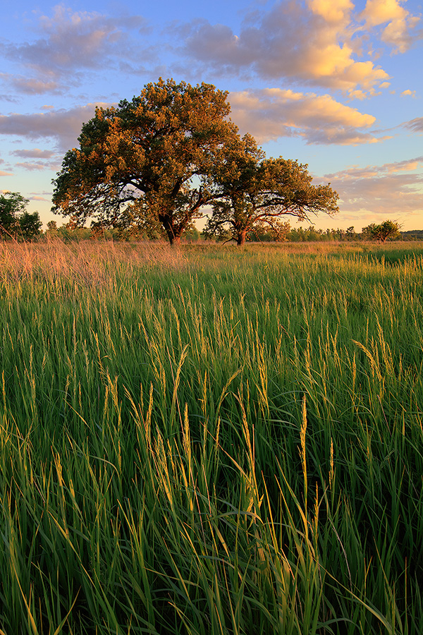 Burr oak trees and grass under clouds on an eastern Nebraska prairie at sunset. - Nebraska Photography