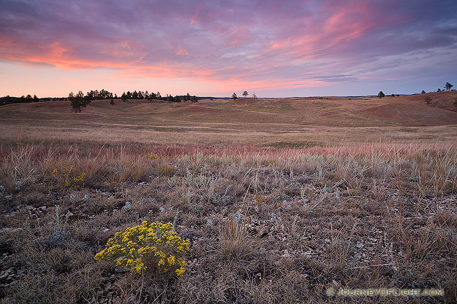 At Wind Cave National Park in South Dakota a lone rabbitbush stands sentinel upon the prairie while the bottoms of the clouds are touched with a pink highlight from the setting sun dipping below the horizon in the west. - South Dakota Photography