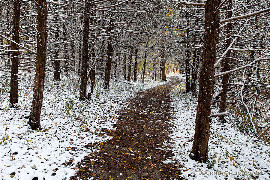 A recent snow covers the ground and a path snakes through a forest at Schramm State Recreation Area. - Nebraska Photography