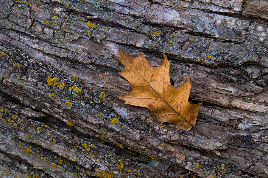 An autumn oak leaf rests on the trunk of a fallen tree in the forest of Chalco Hills Recreation Area. - Nebraska Photography