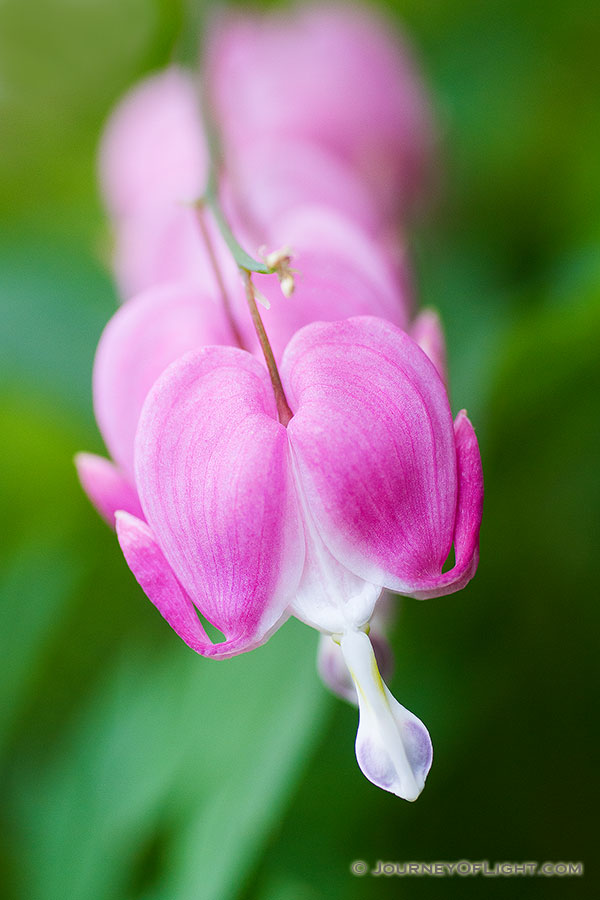 A row of redish bleeding hearts grow outside the museum at Schramm State Recreation Area. - Nebraska Photography