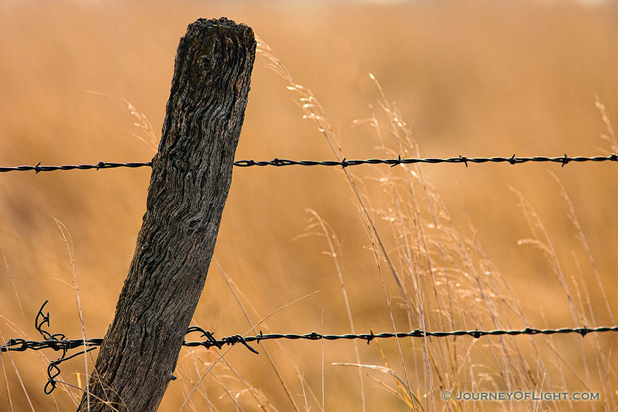 A barbed wire fence is surrounded by prairie grass in Hall County just south of Grand Island, Nebraska. - Nebraska Photography