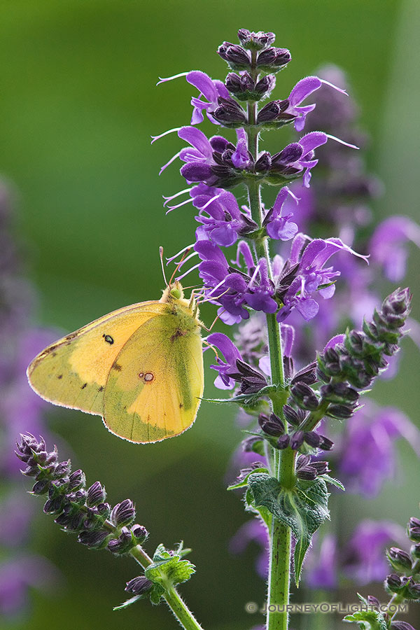A moth lands on a lavender flower at Schramm State Recreation Area. - Nebraska Photography