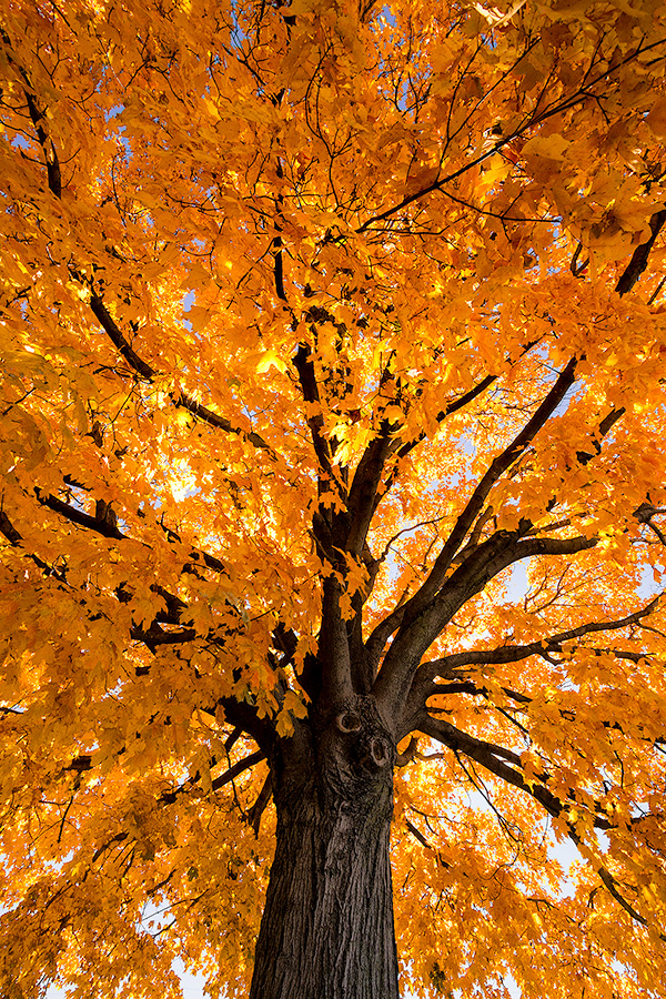 A photograph of a maple tree backlit by sunlight in the OPPD Arboretum in Omaha, Nebraska. - Nebraska Photography