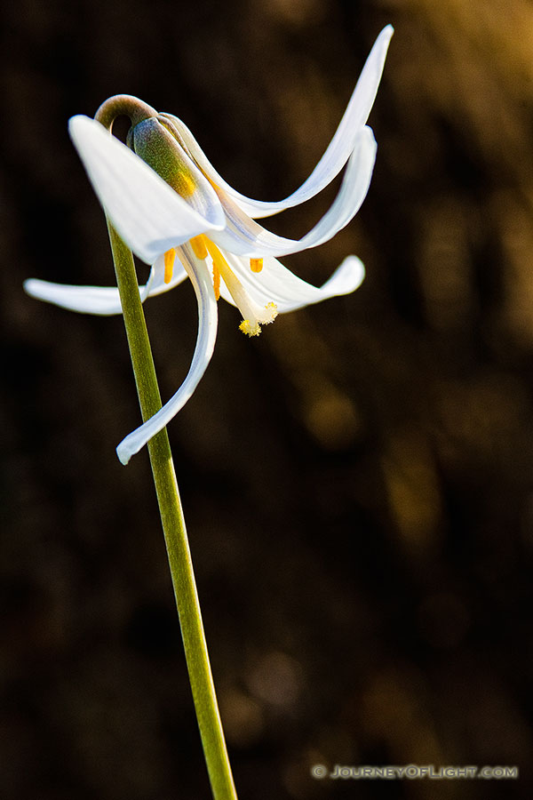 A White Fawn Lily sprouts quietly from the forest floor at Platte River State Park. - Platte River SP Photography