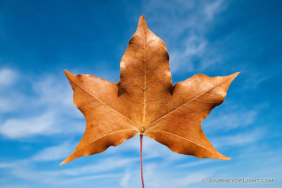 A singular autumn leaf against the vibrant blue sky. - DeSoto Photography