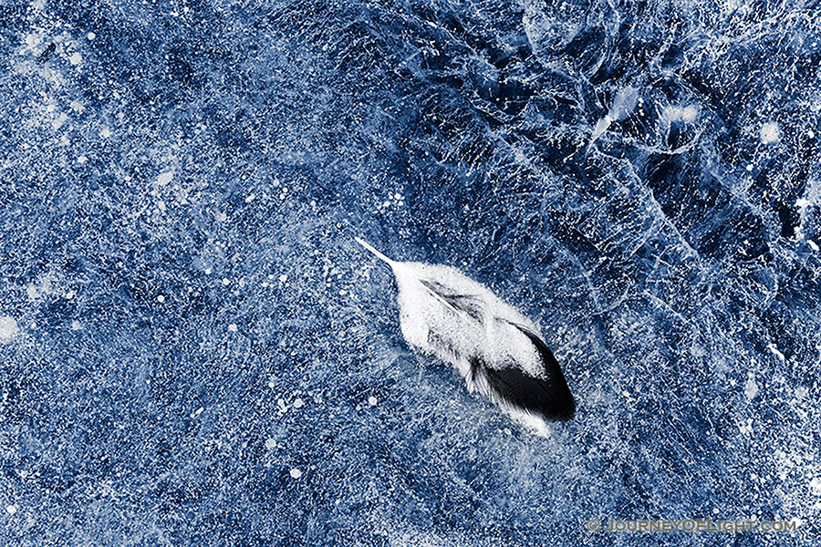 A feather is caught on the icy surface of Lake Wehrspann at Chalco Hills, Nebraska. - Nebraska Photography