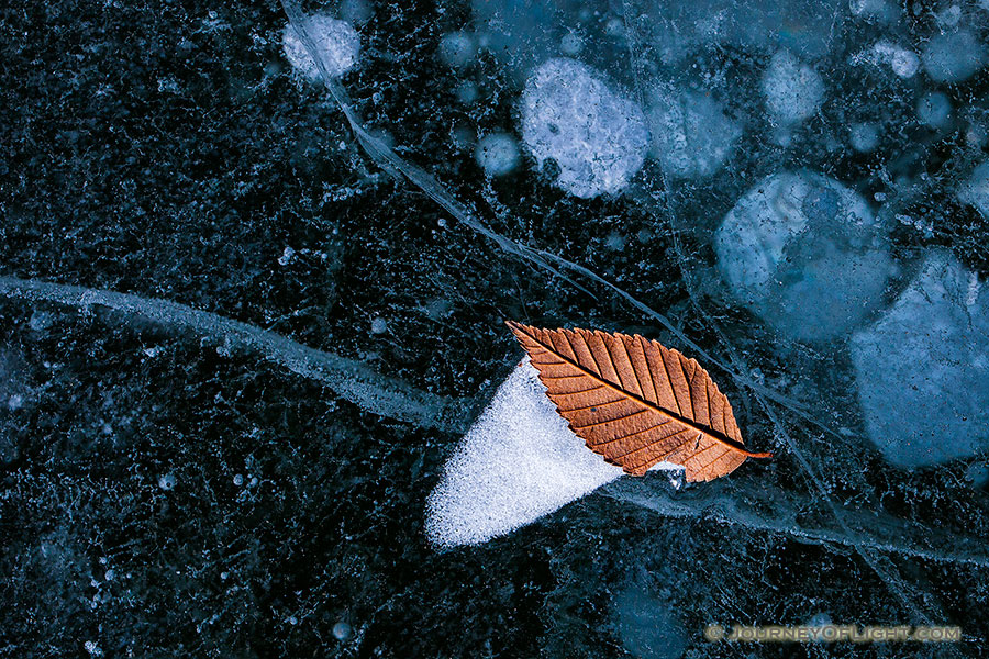 A lone leaf is caught on the icy surface of Lake Wehrspann at Chalco Hills, Nebraska. - Nebraska Photography