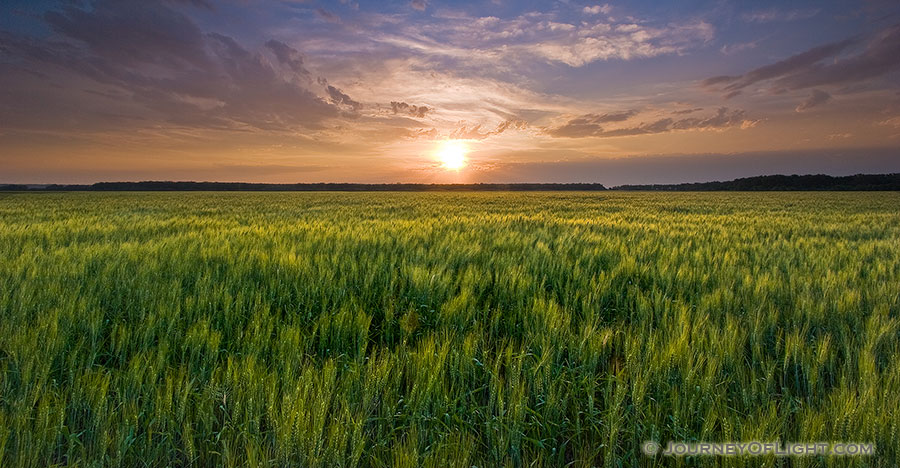 The natural beauty of an endless field of wheat glowing with a golden yello as the sun touches the distant horizon at DeSoto National Wildlife Refuge.   - DeSoto Photography