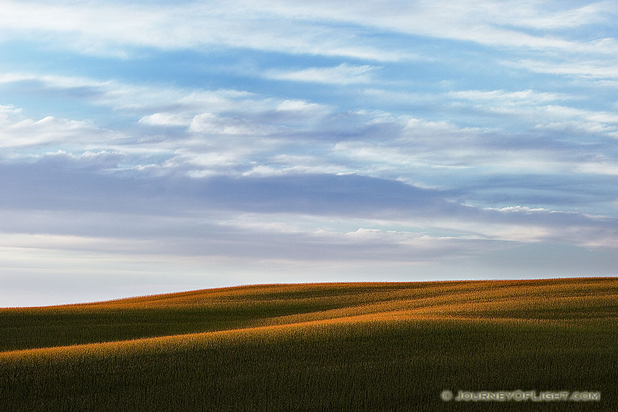 On an August morning, sunlight graces the top of a corn field in northwestern Nebraska. - Nebraska Photography