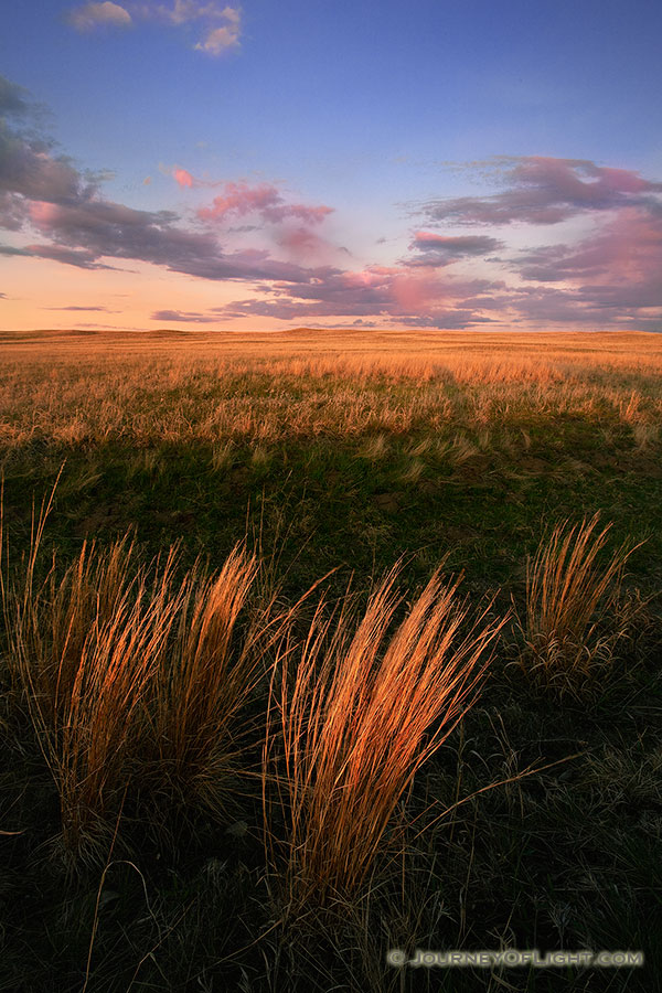 Prairie grass, visible from the foreground to the hills of the sandhills, glow amber from light of the setting sun. - Ft. Niobrara Photography