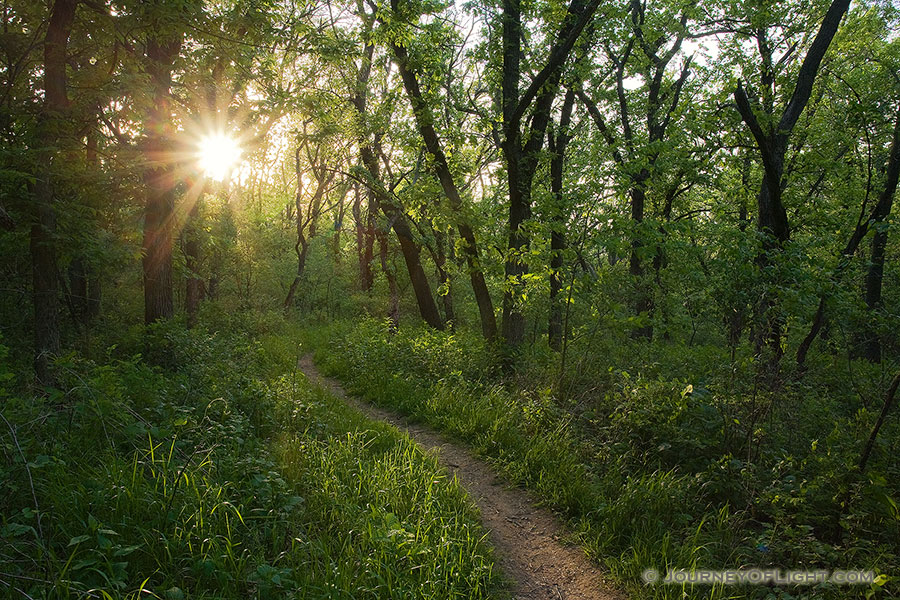 The setting sun shines through the trees at Platte River State Park. - Platte River SP Photography