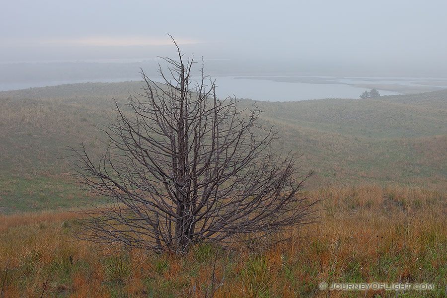 As the fog descends throughout the sandhills, a single old tree remains visible through the haze. - Valentine Photography