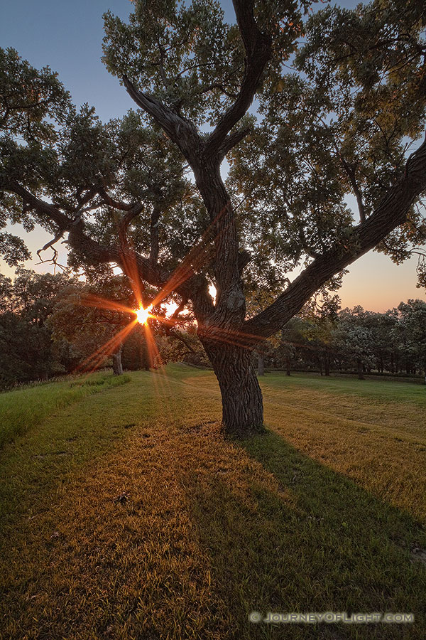 On a warm summer evening, the setting sun shines through a large Burr Oak at Eugene T. Mahoney State Park.  - Mahoney SP Photography
