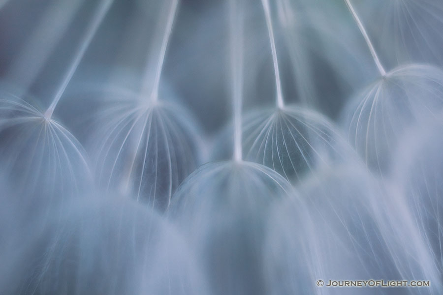 An intimate look at a flower gone to seed. - Nebraska Photography