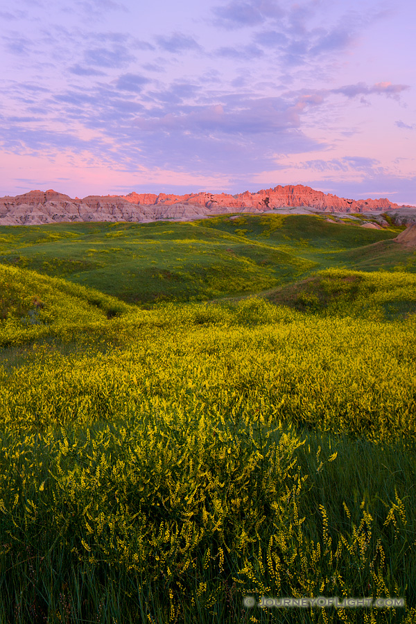 On a summer morn the warm sun begins to illuminate the rugged crags of the Badlands in Southwestern South Dakota while wild clover blooms with bright yellow in the valleys. - South Dakota,Landscape Photography